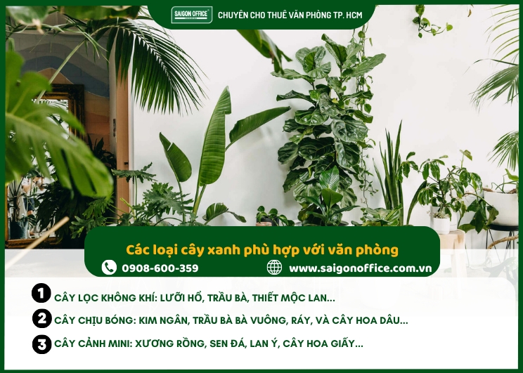 Các loại cây xanh phù hợp trang trí văn phòng