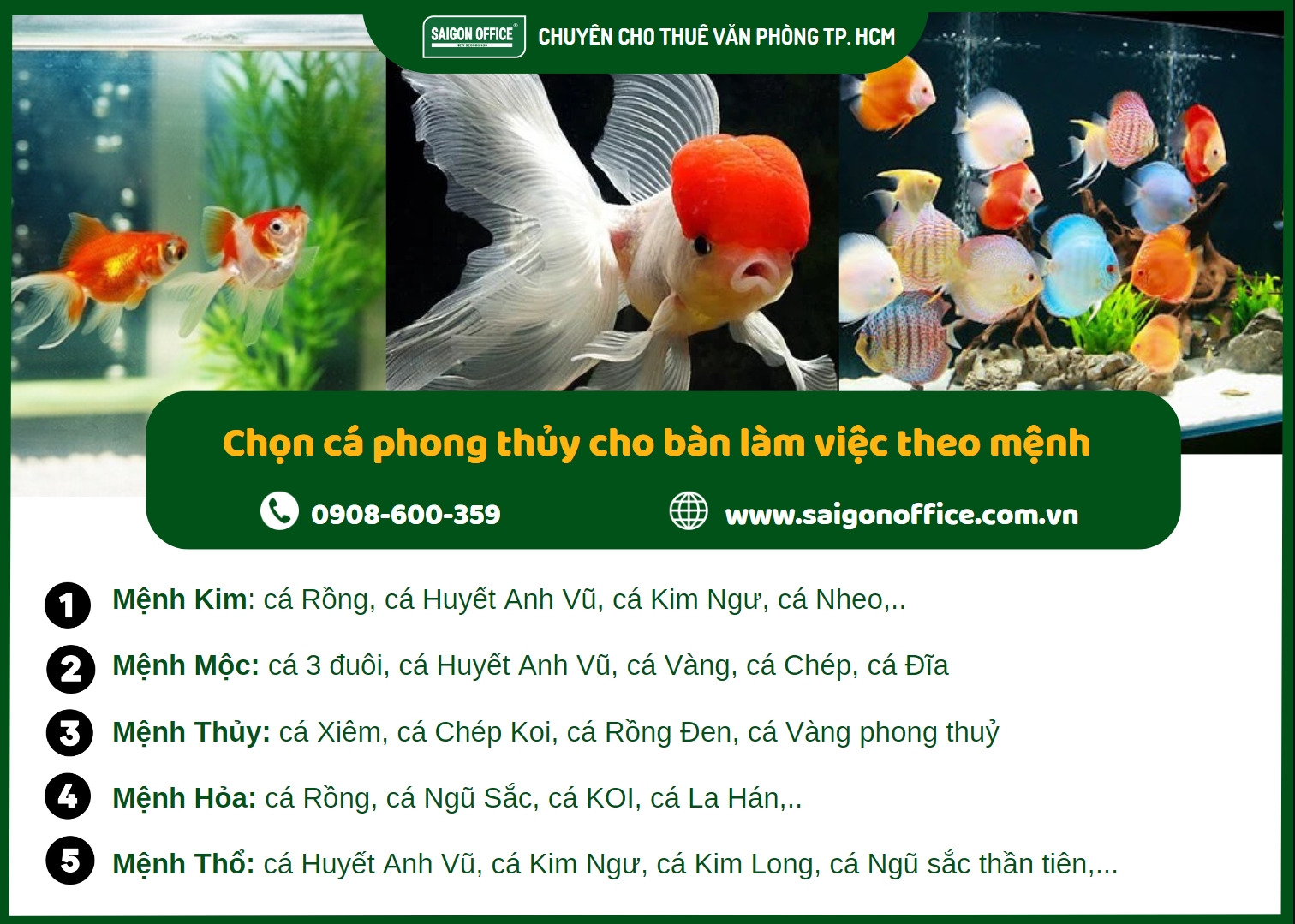 Cách chọn cá cho hồ cá phong thủy mini