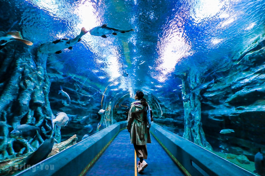 Khám phá đại dương ngay tại Lotte World Aquarium